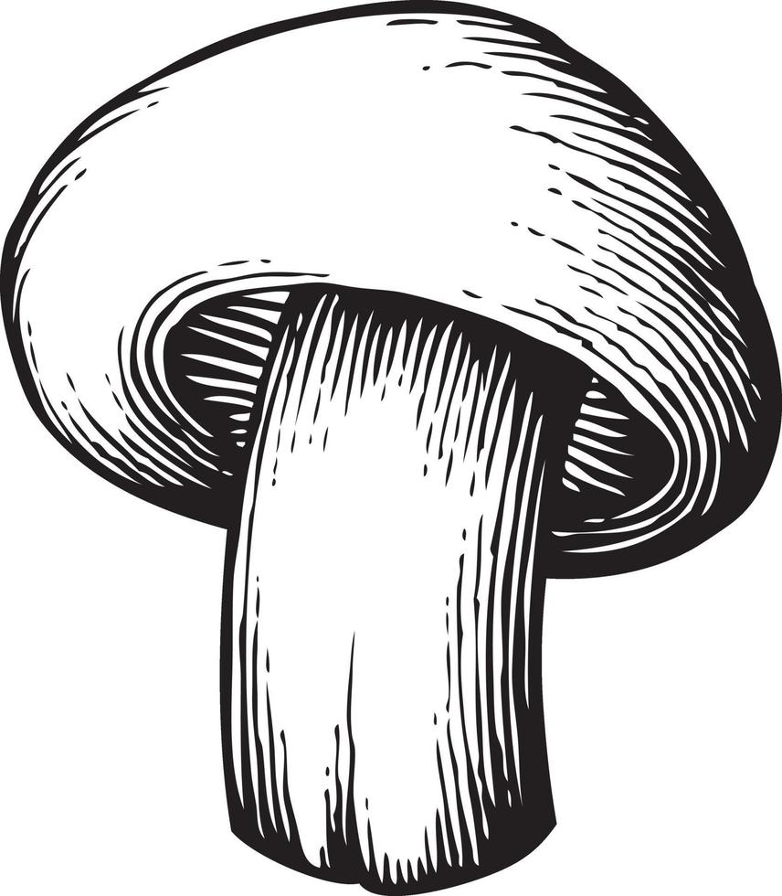 champignon mushroom - vintage engraved vector