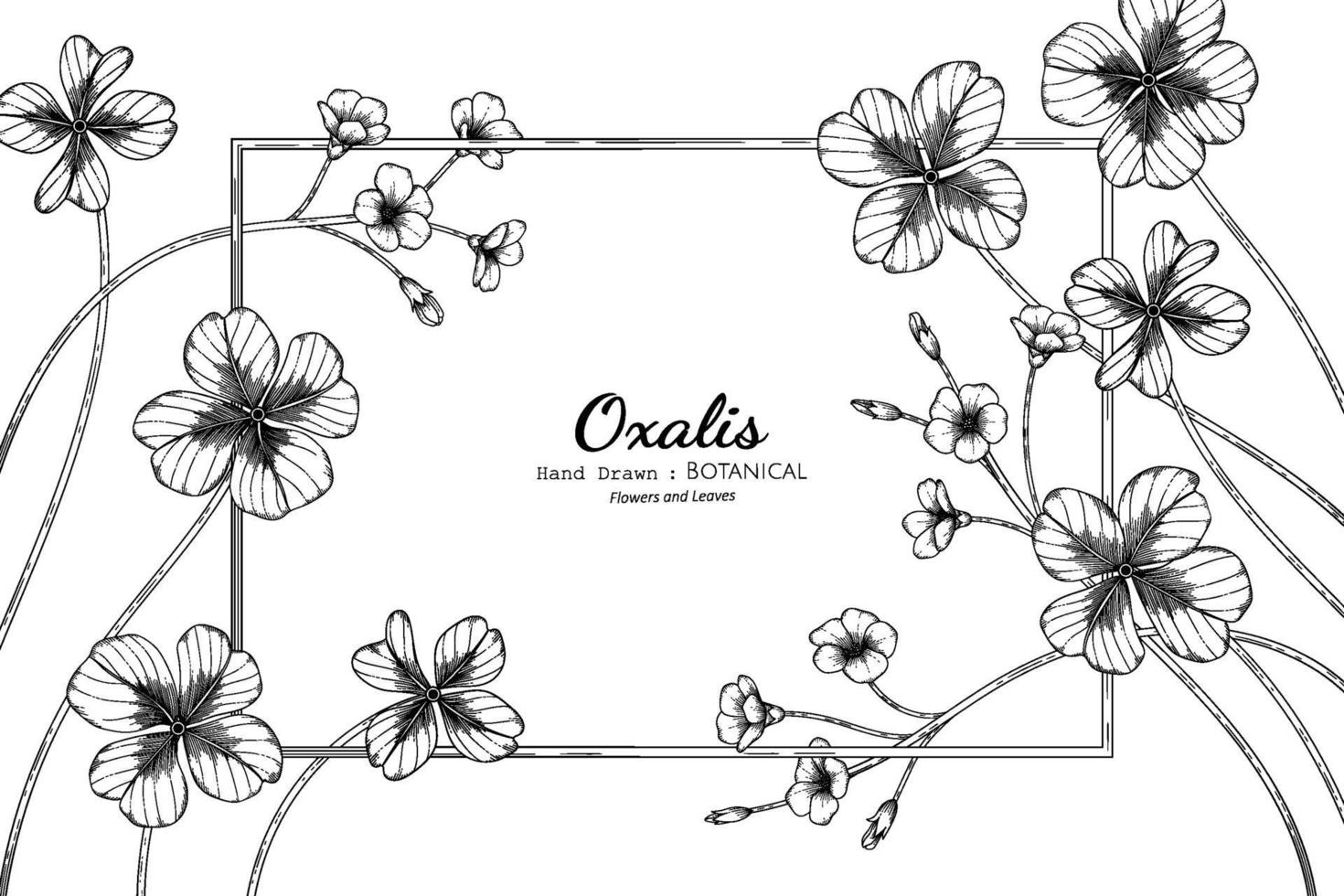 flor de oxalis y hoja dibujada a mano ilustración botánica con arte lineal. vector