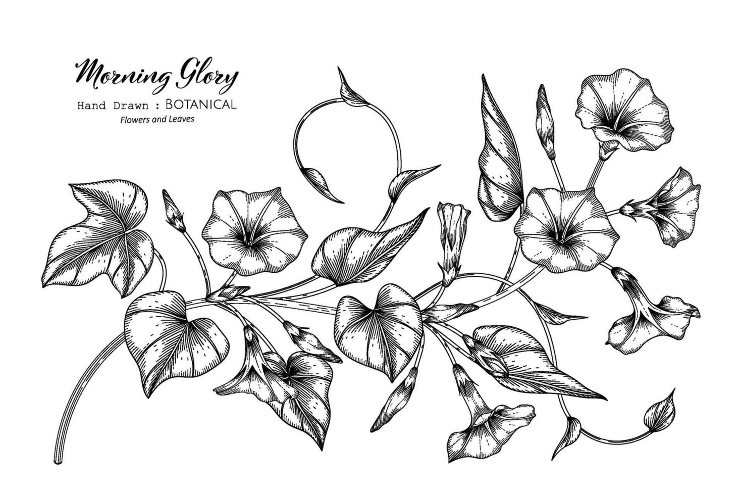 Morning glory flower and leaf hand drawn botanical illustration with line art. vector