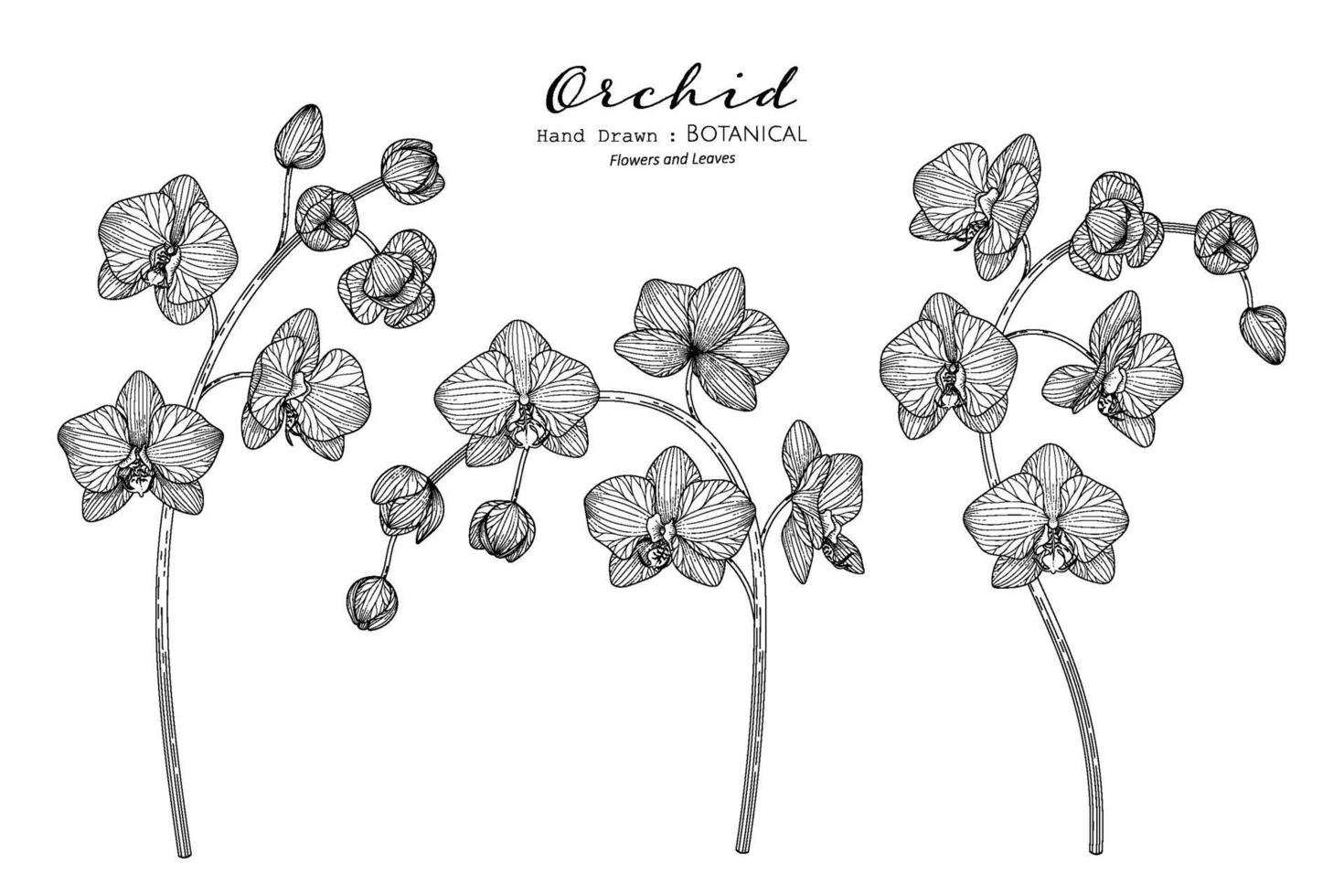 Orchid flower and leaf hand drawn botanical illustration with line art. vector