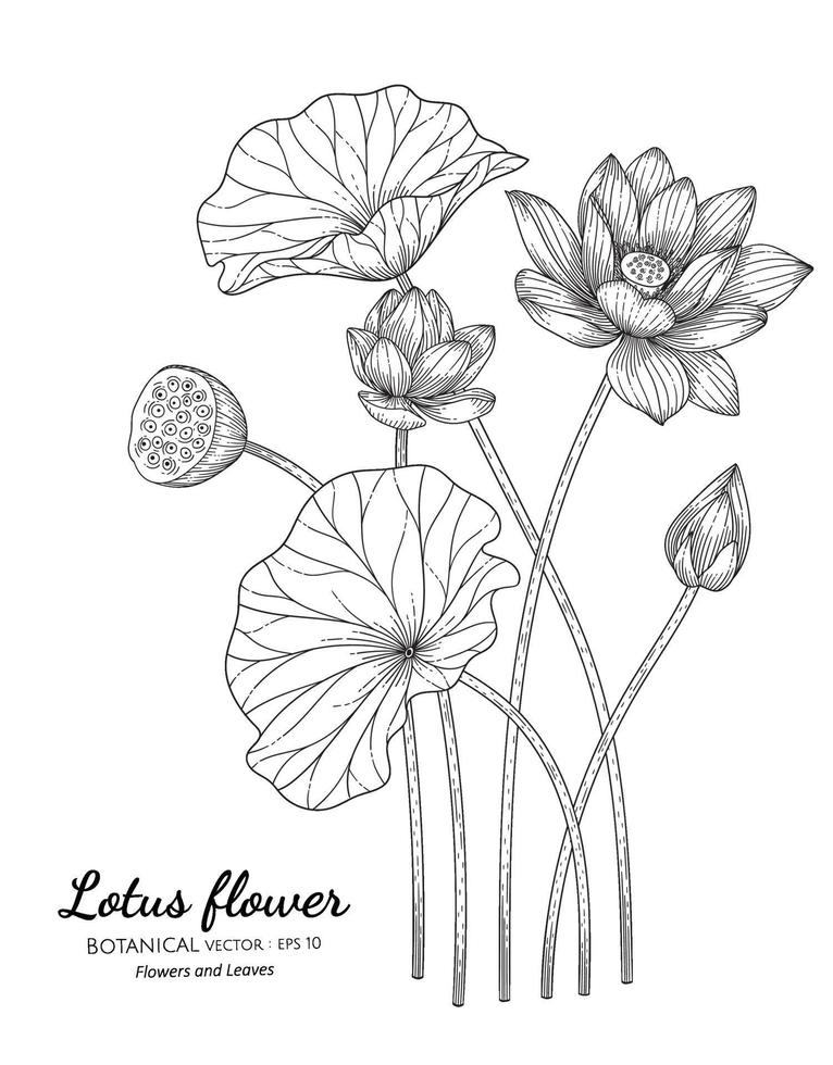 flor de loto y hojas dibujadas a mano ilustración botánica con arte lineal sobre fondos blancos. vector