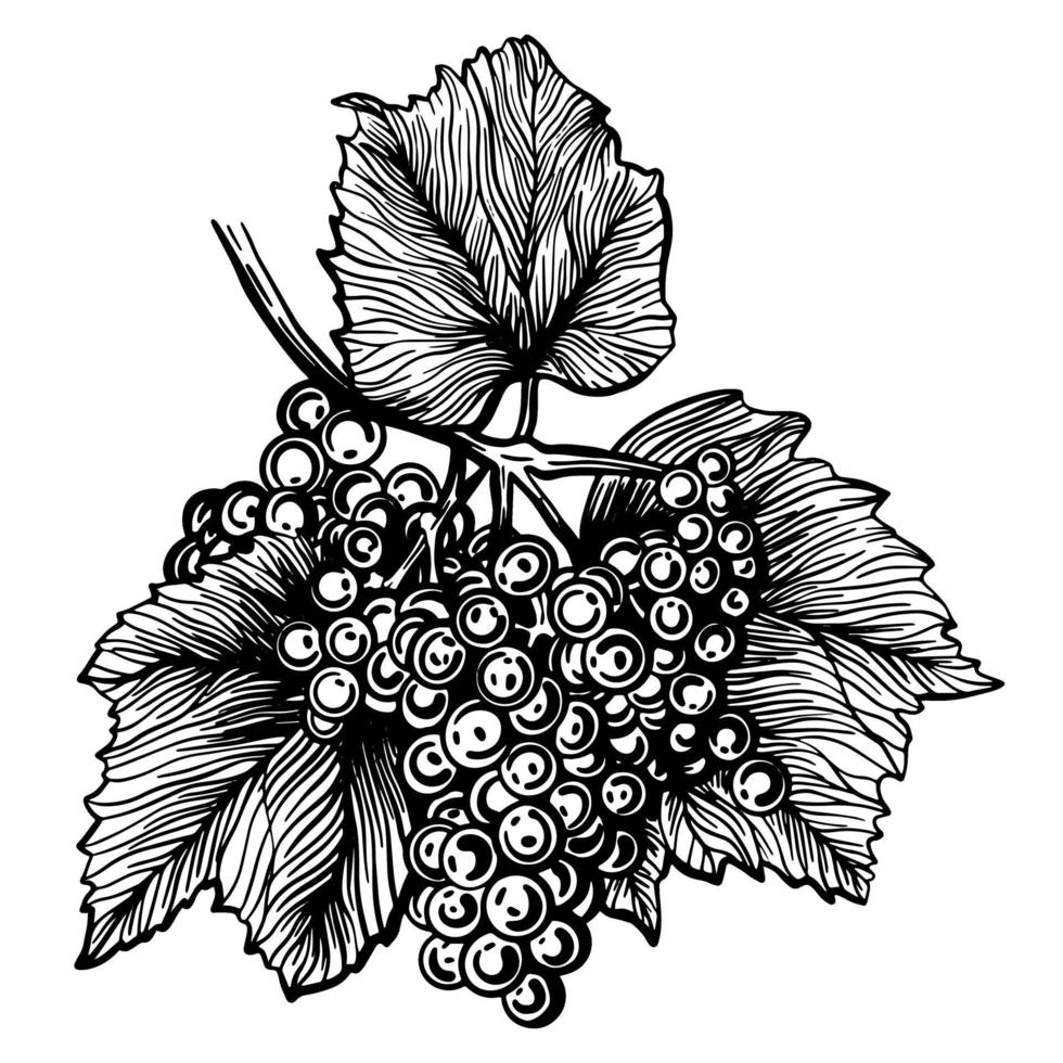 Grapes isolated on a white background. Grapevine hand drawn vector illustration.
