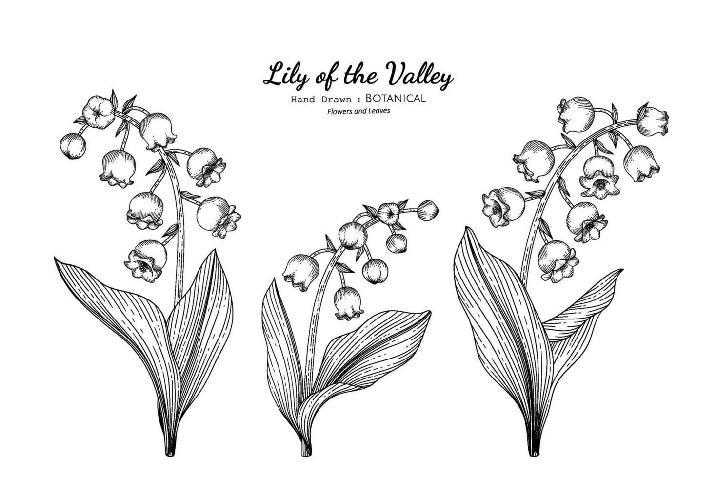 Lily of the valley flower and leaf hand drawn botanical illustration with line art. vector