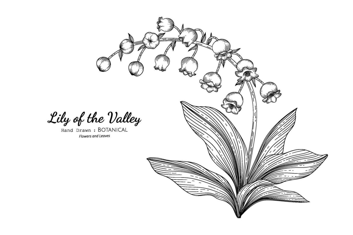 Lily of the valley flower and leaf hand drawn botanical illustration with line art. vector