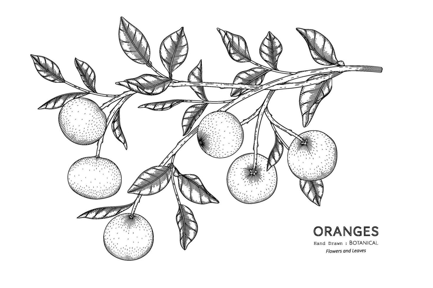 Oranges fruit hand drawn botanical illustration with line art. vector