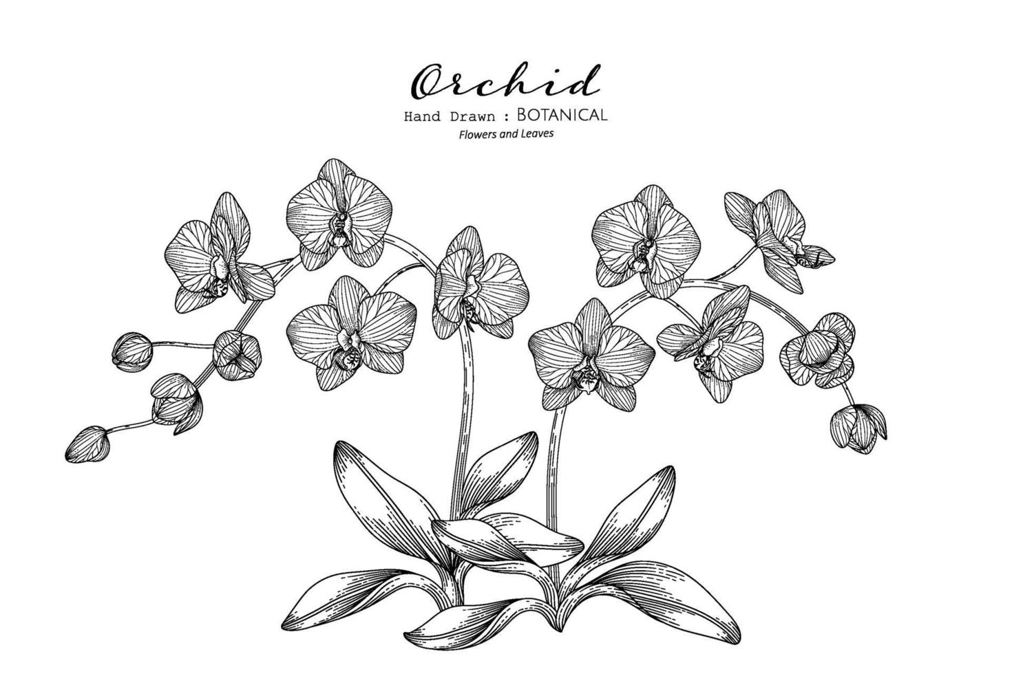 Orchid flower and leaf hand drawn botanical illustration with line art. vector