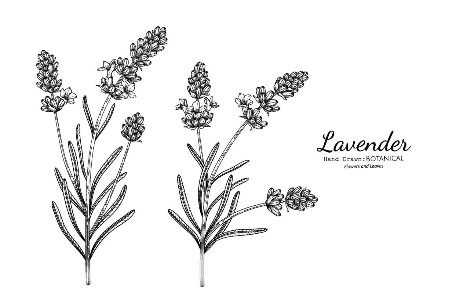 flor de lavanda y hojas dibujadas a mano ilustración botánica con arte lineal. vector