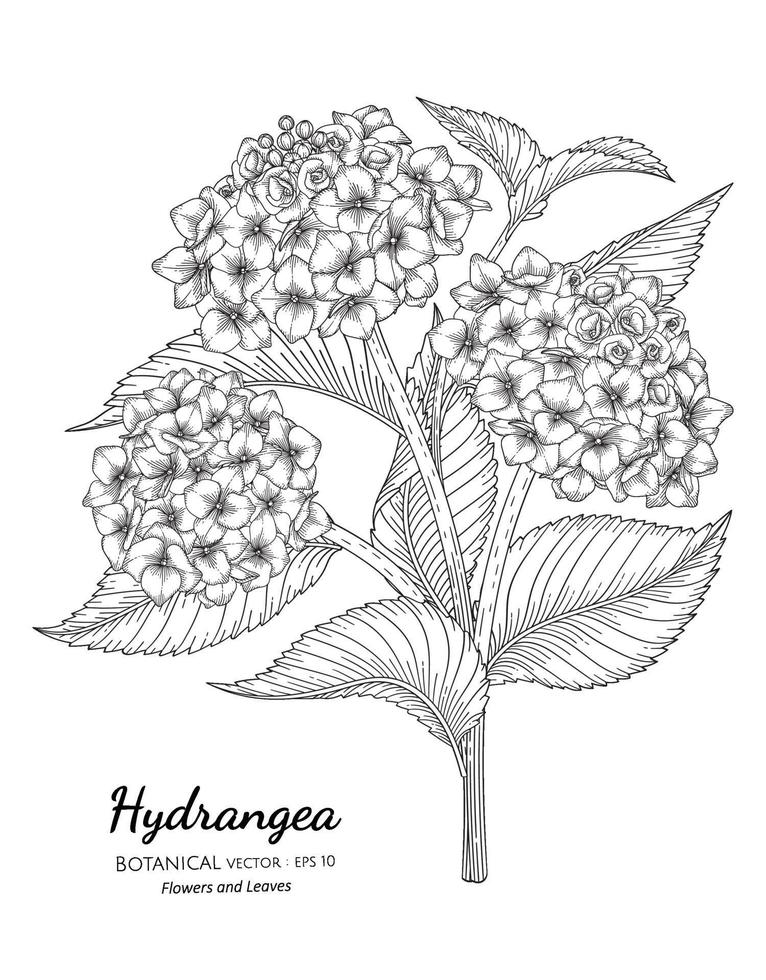 Flor de hortensia y hoja ilustración botánica dibujada a mano con arte lineal sobre fondos blancos. vector