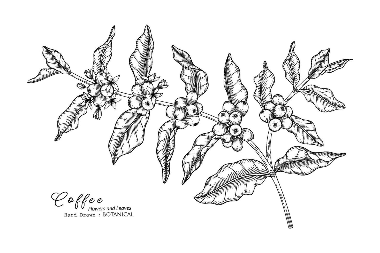 Coffee flower and leaf hand drawn botanical illustration with line art. vector