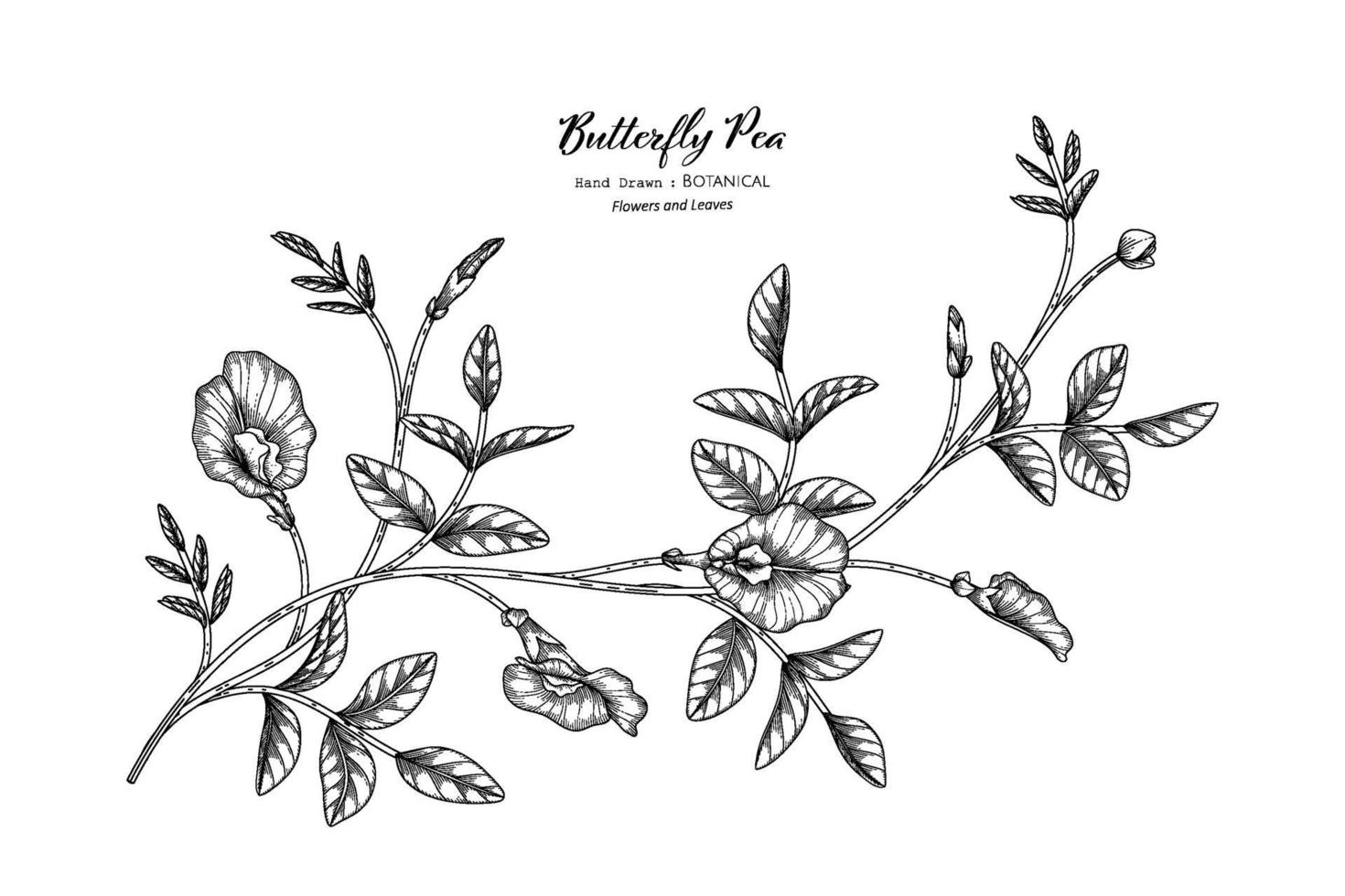 Butterfly peas flower and leaf hand drawn botanical illustration with line art. vector