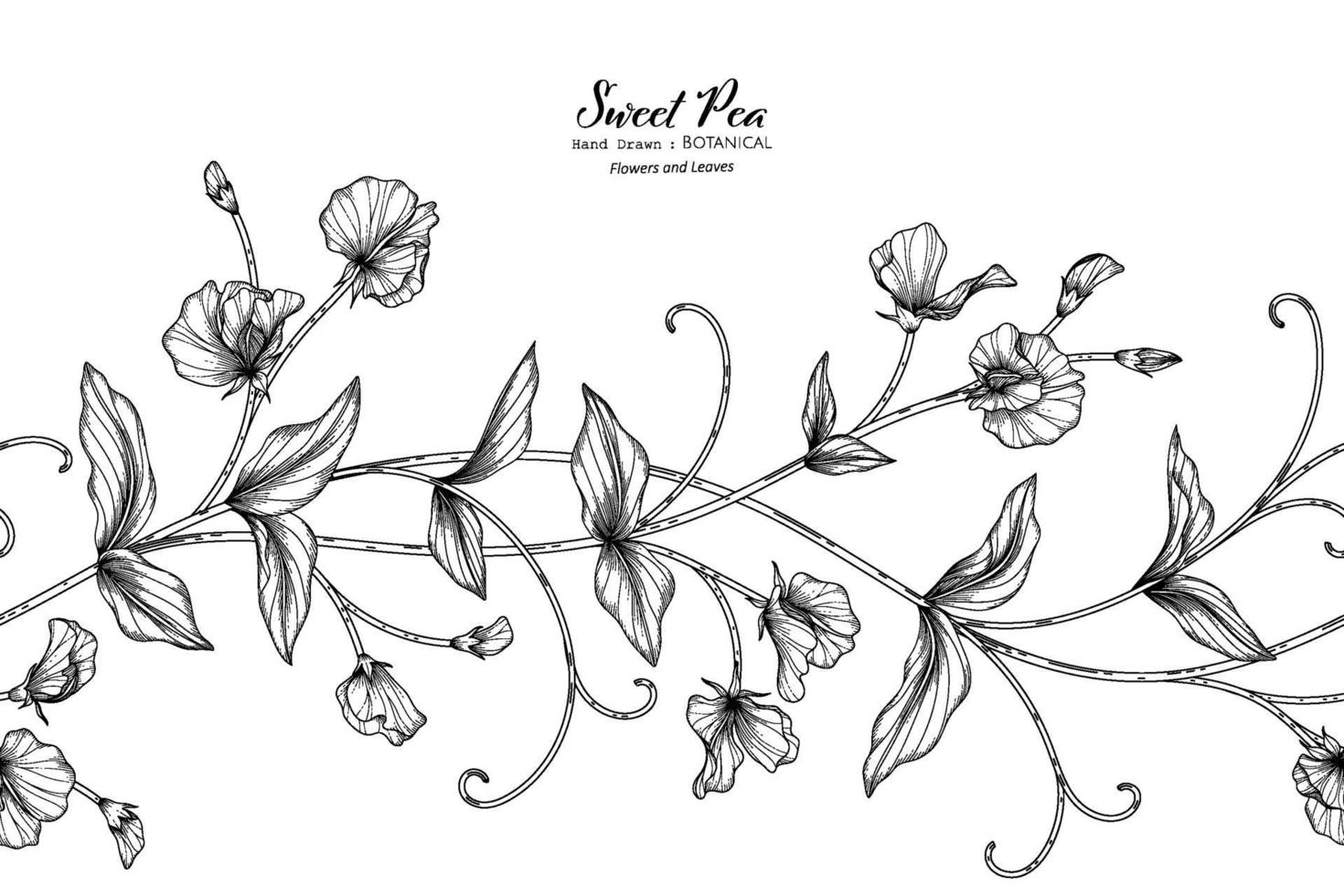 Sweet peas flower and leaf hand drawn botanical illustration with line art. vector
