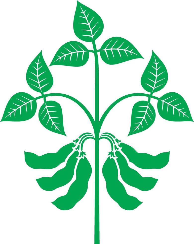 Ilustración de vector de planta de soja