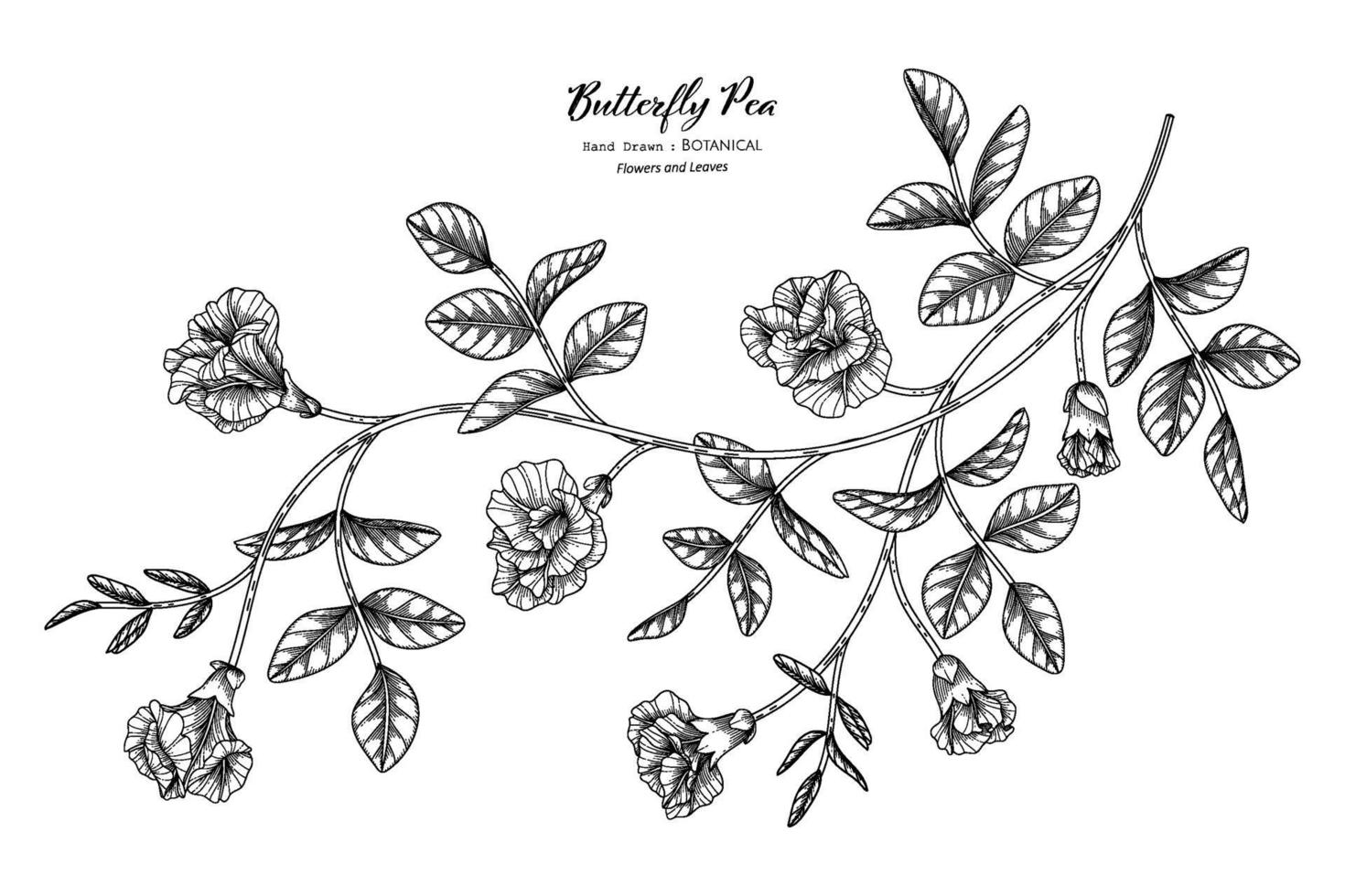 Butterfly peas flower and leaf hand drawn botanical illustration with line art. vector