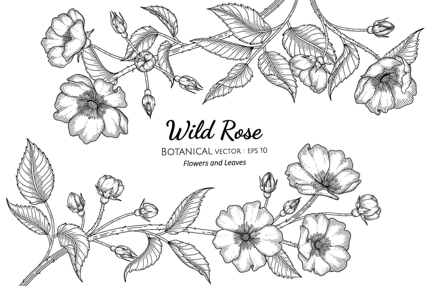 Ilustración botánica dibujada a mano de flores y hojas de rosas silvestres con arte lineal sobre fondos blancos. vector