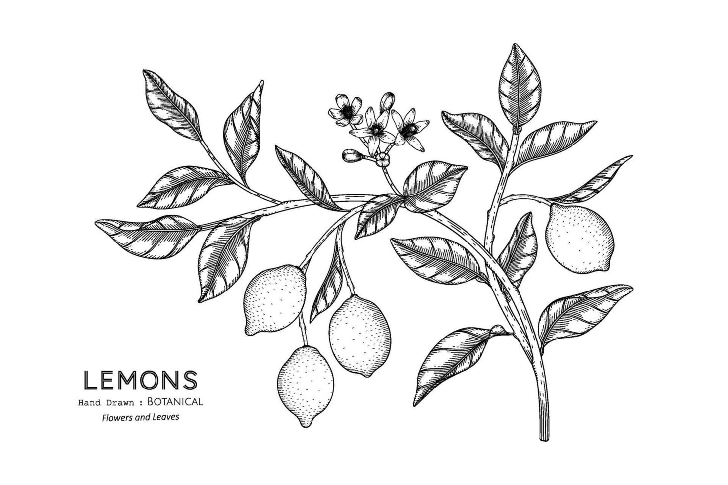 Lemons fruit hand drawn botanical illustration with line art. vector