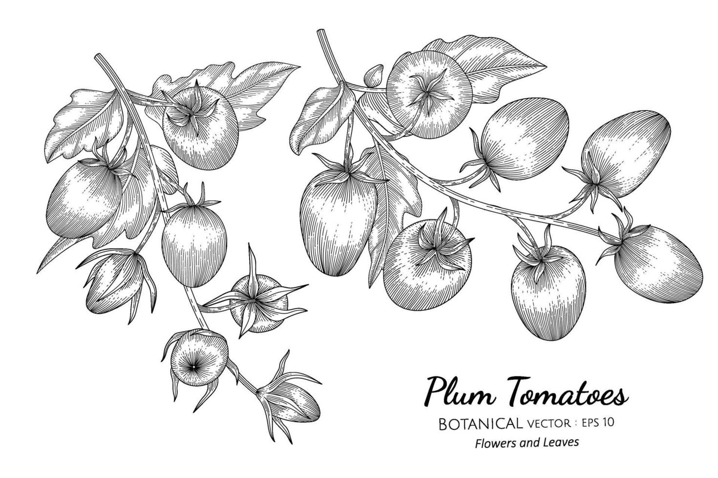 Ilustración botánica dibujada a mano de tomate ciruela con arte lineal sobre fondos blancos. vector