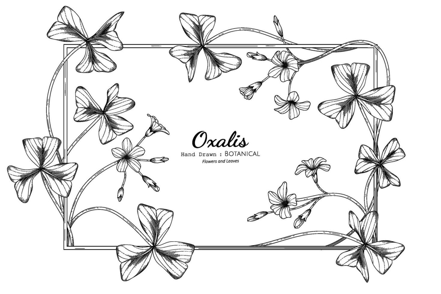 Oxalis flower and leaf hand drawn botanical illustration with line art. vector