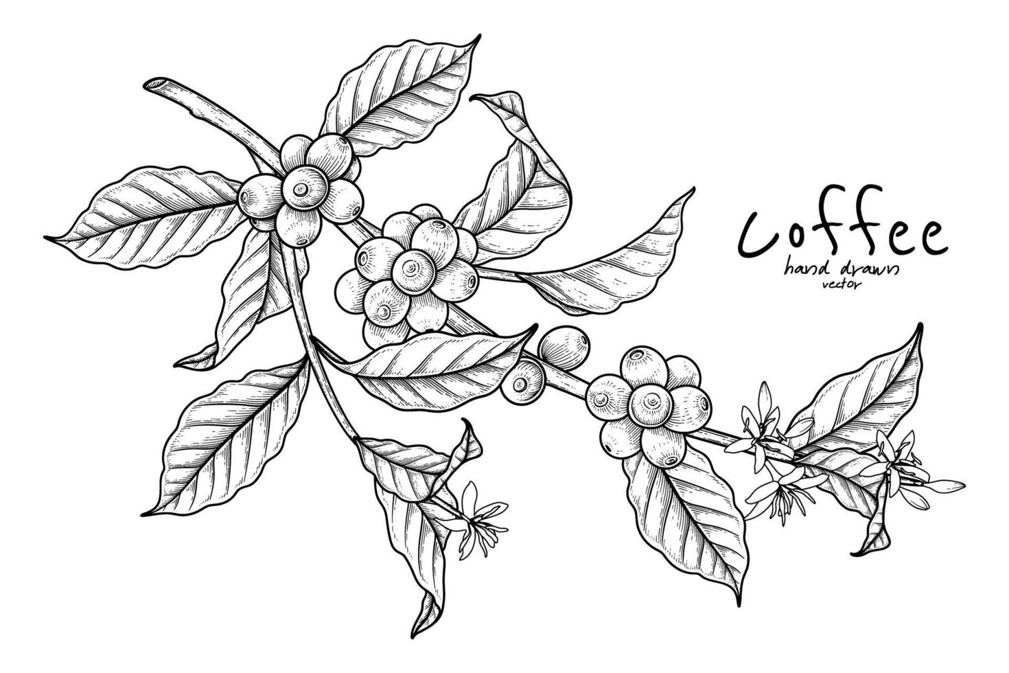 Branch of coffee with fruits and flowers Hand drawn illustration vector