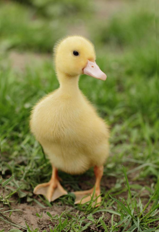 pequeño patito lindo al aire libre foto