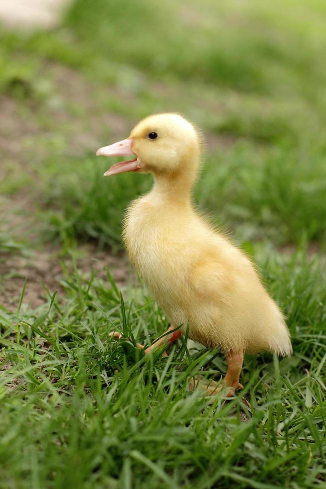 Duckling walking outside photo