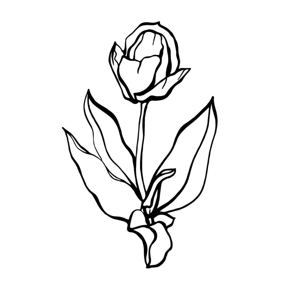 Tulip on a stem with leaves.A Tulip flower. vector illustration in the Doodle style. Floral design.Elements are isolated on a white background