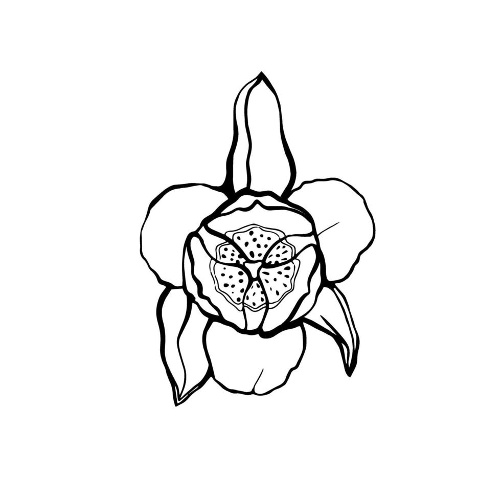 tulipán en un tallo con hojas. una flor de tulipán. ilustración vectorial en el estilo de dibujo. Los elementos de diseño floral están aislados en un fondo blanco. vector