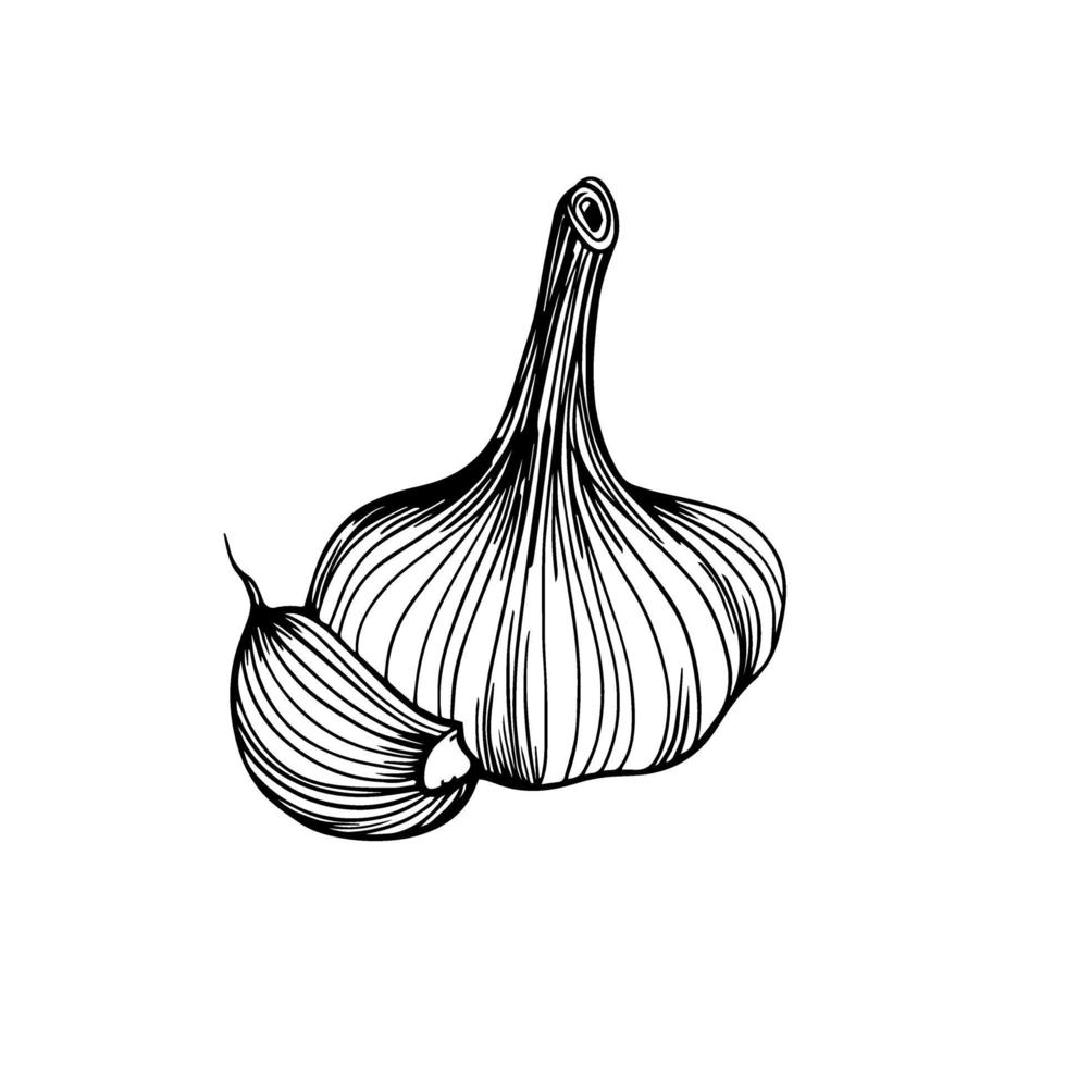 Garlic hand drawn sketch. Garlic head and clove. Strengthening the immune system. Illustration in the Doodle style. vector