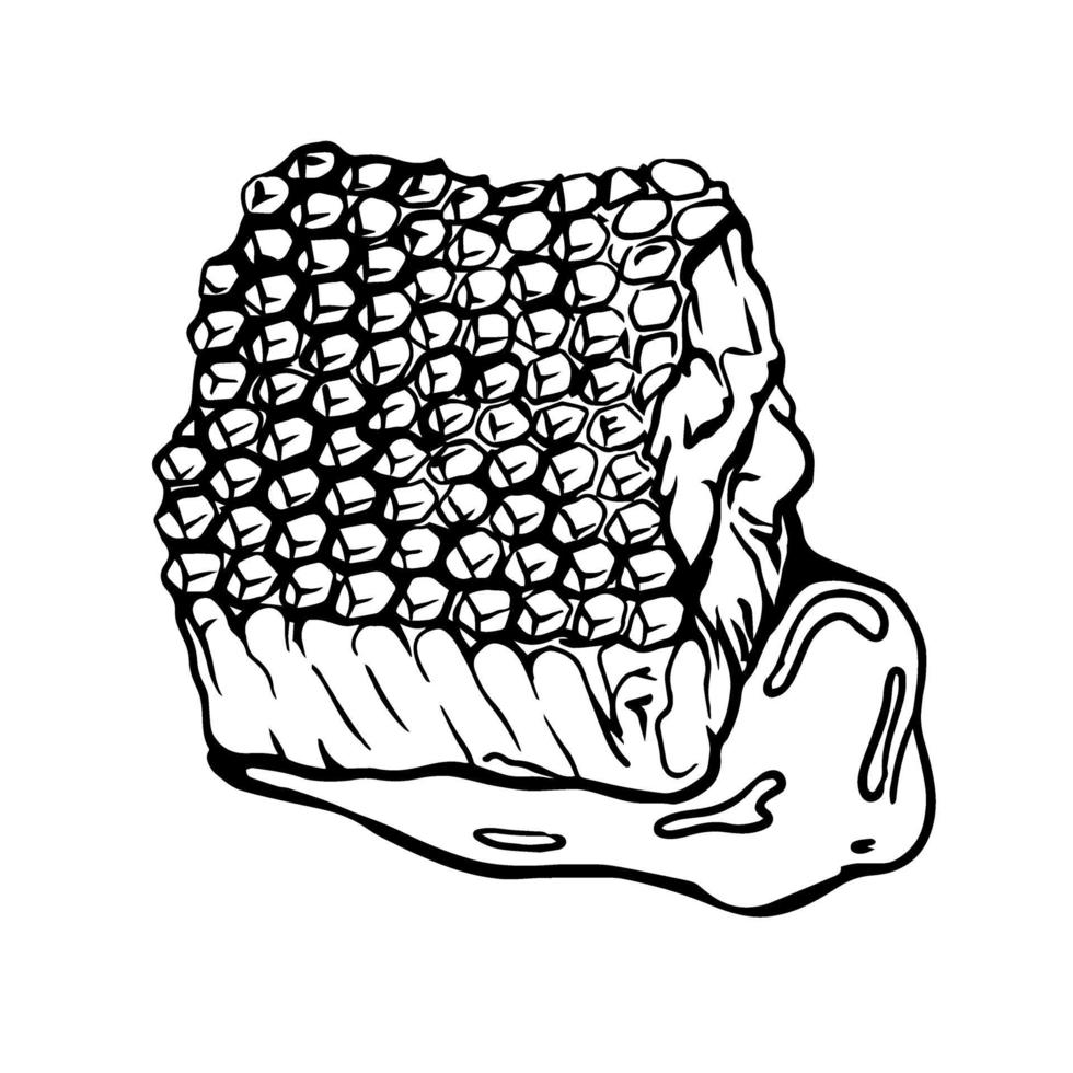 Honeycomb isolated on a white background. Beeswax. Honey.Hand-drawn vector illustration in the Doodle style.