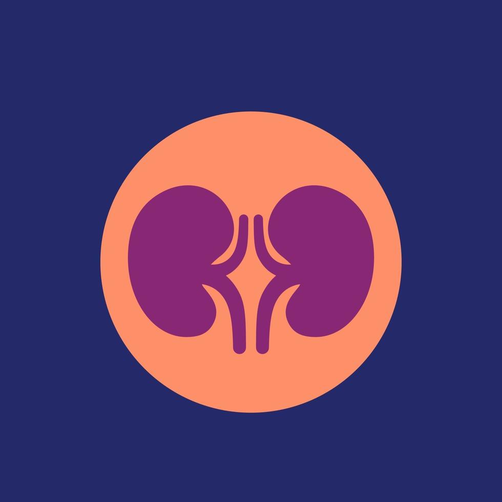 kidneys and nephrology icon, vector