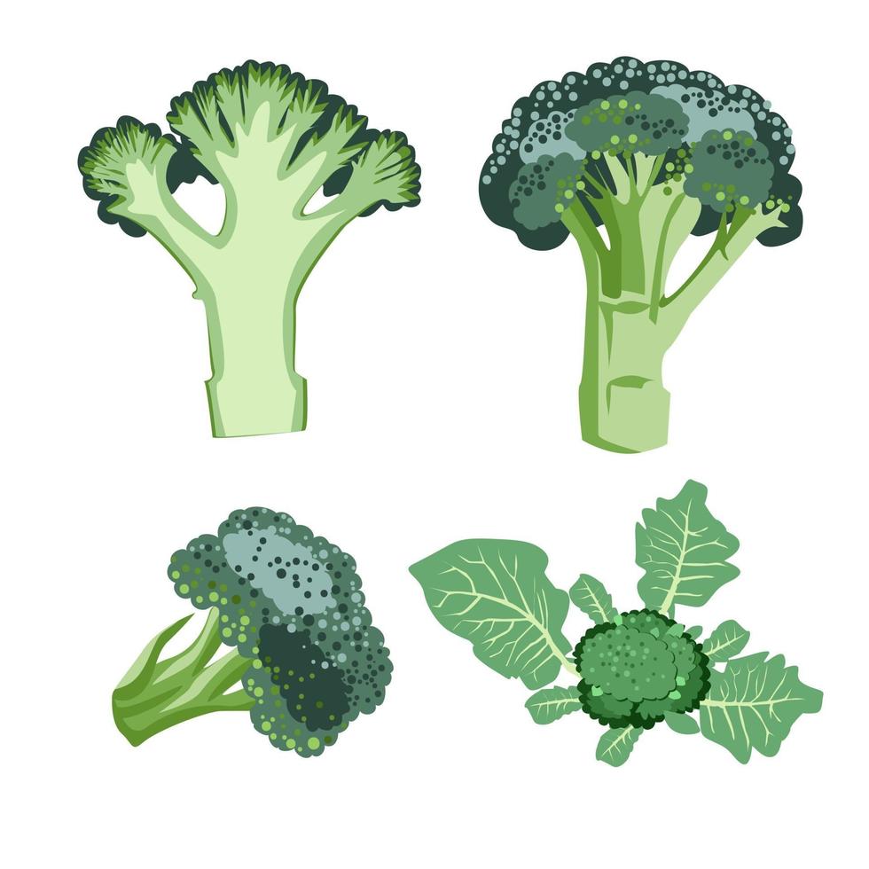Vector set of Green Cabbage Broccoli on the Stem Healthy diet food