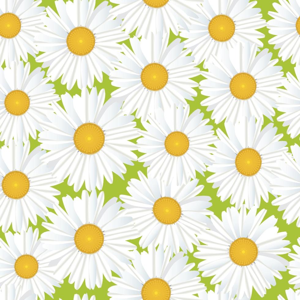 Flower chamomile bouquet seamless floral pattern.  Flourish Blooming meagow white flowers  on light green summer background vector
