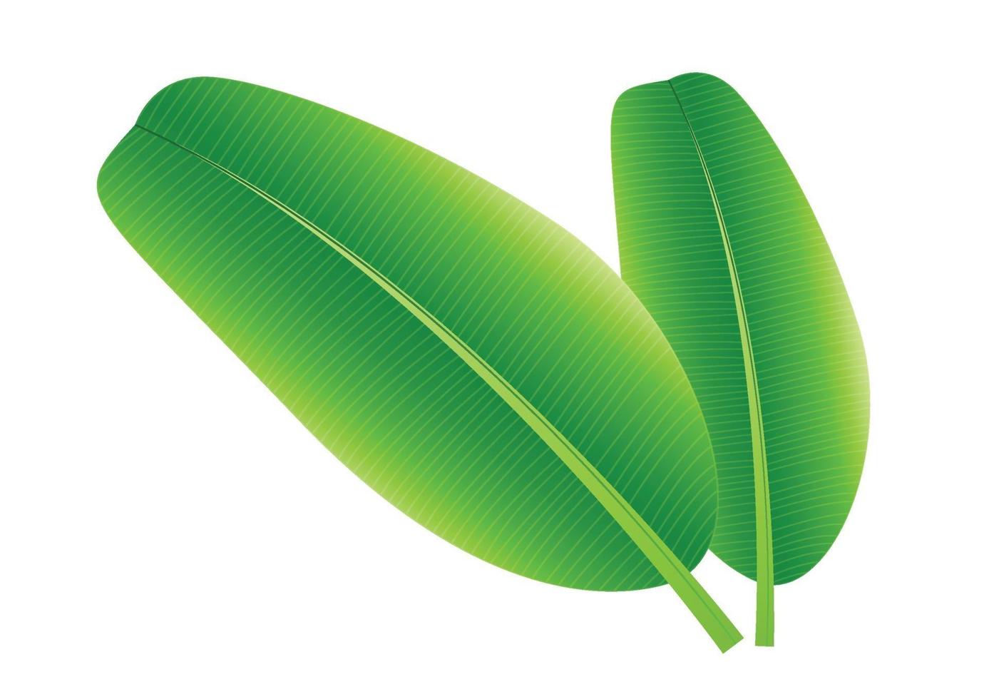 banana leaves with isolated white background vector