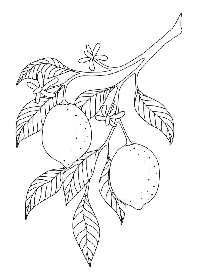 Página para colorear con limones en una rama y flores sobre un fondo blanco. vector