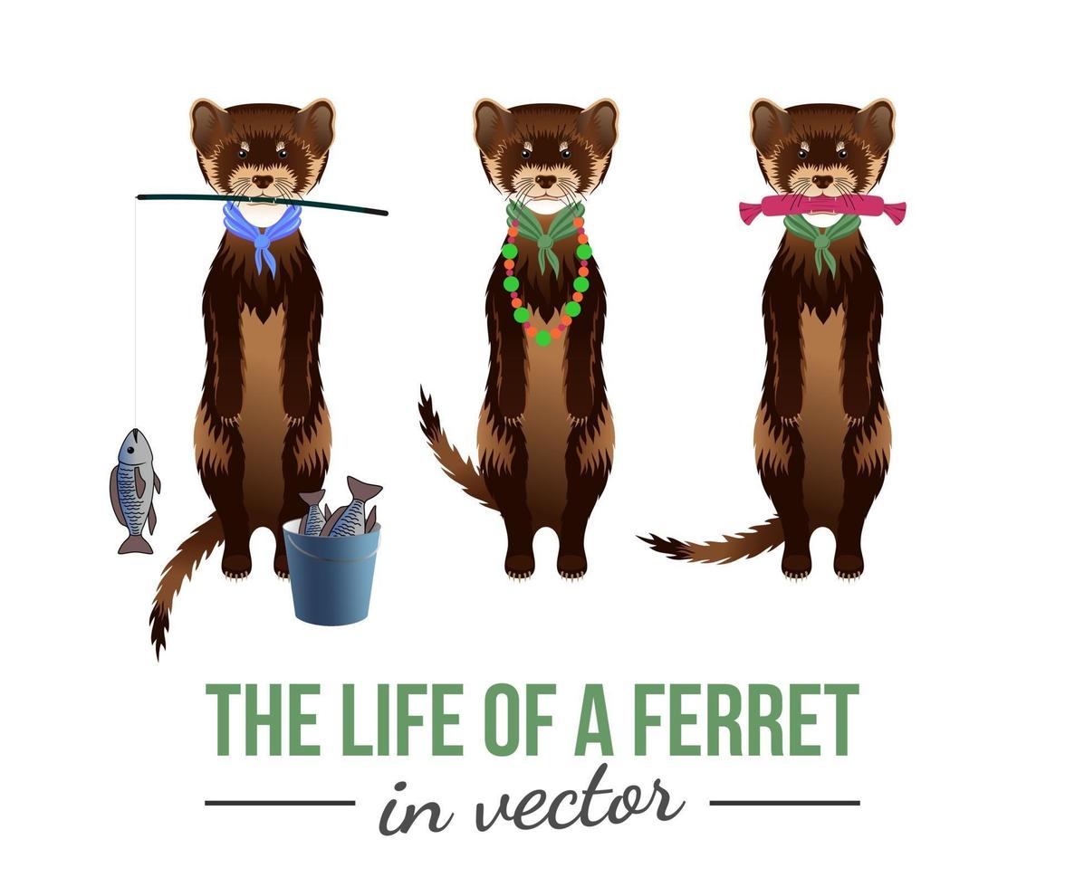 FERRETS WITH THEIR TOYS vector