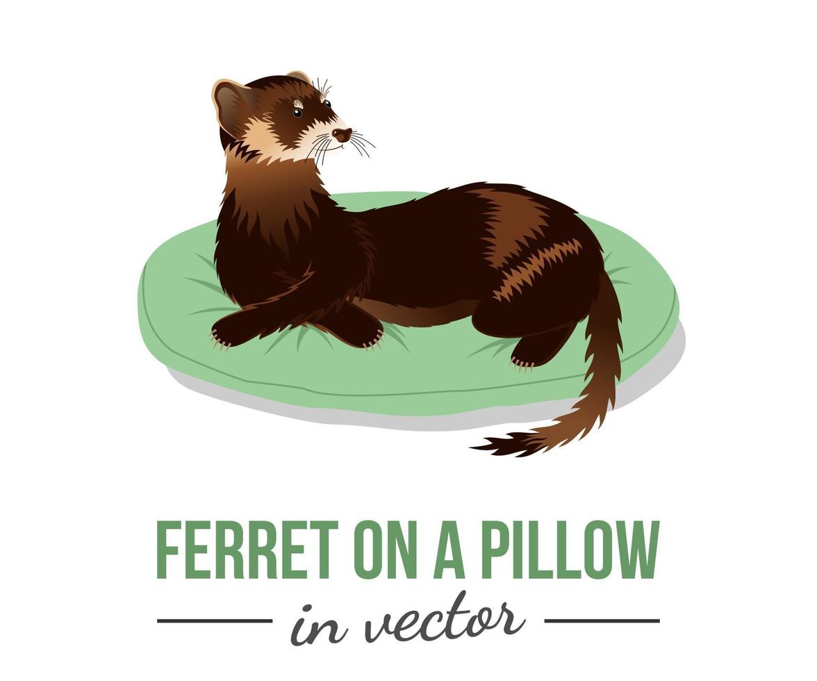 hurón en una almohada vector