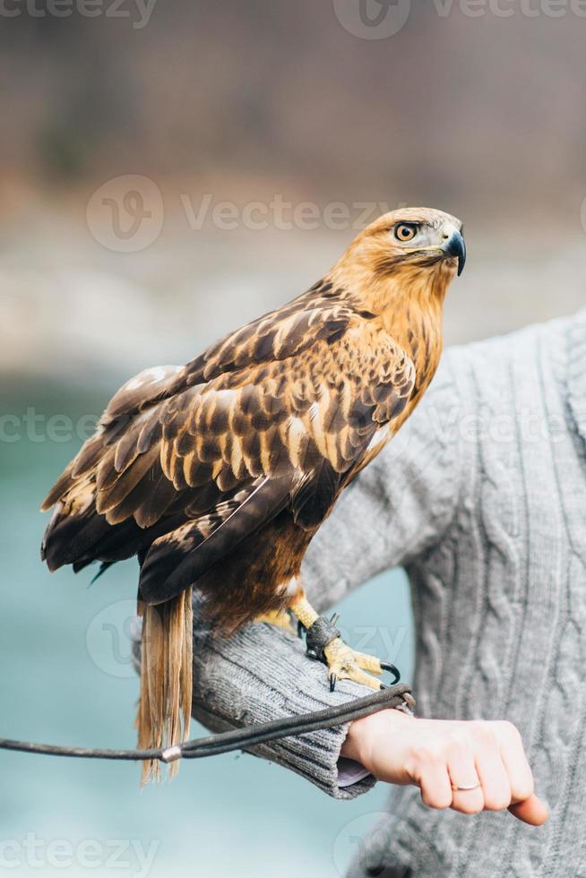 Sight of a bird of prey photo