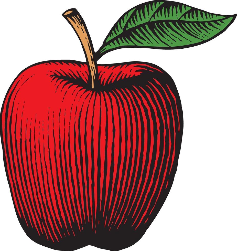 apple - vintage engraved vector