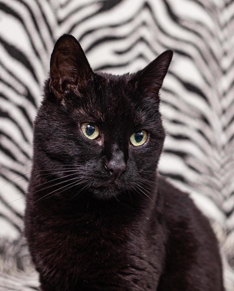 Black cat on a zebra background photo