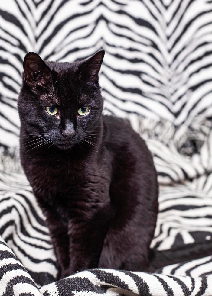 Black cat on a zebra pattern photo