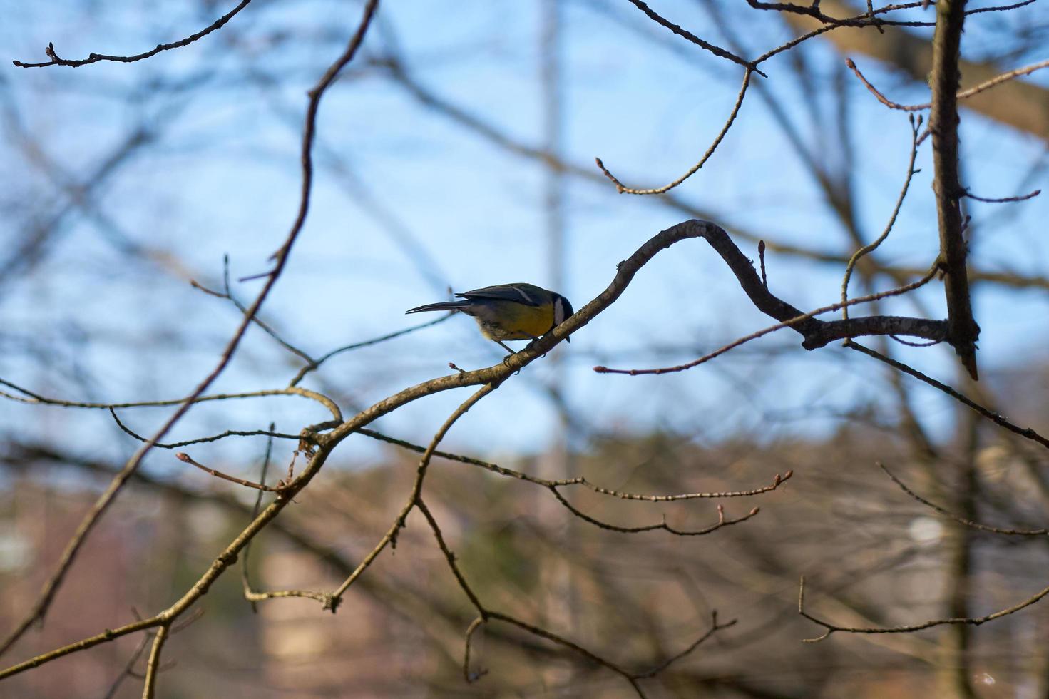 Chickadee on a tree branch photo