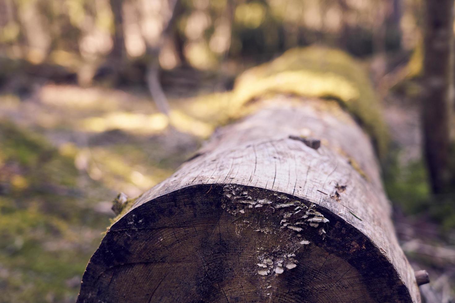 tronco de árbol en un bosque foto