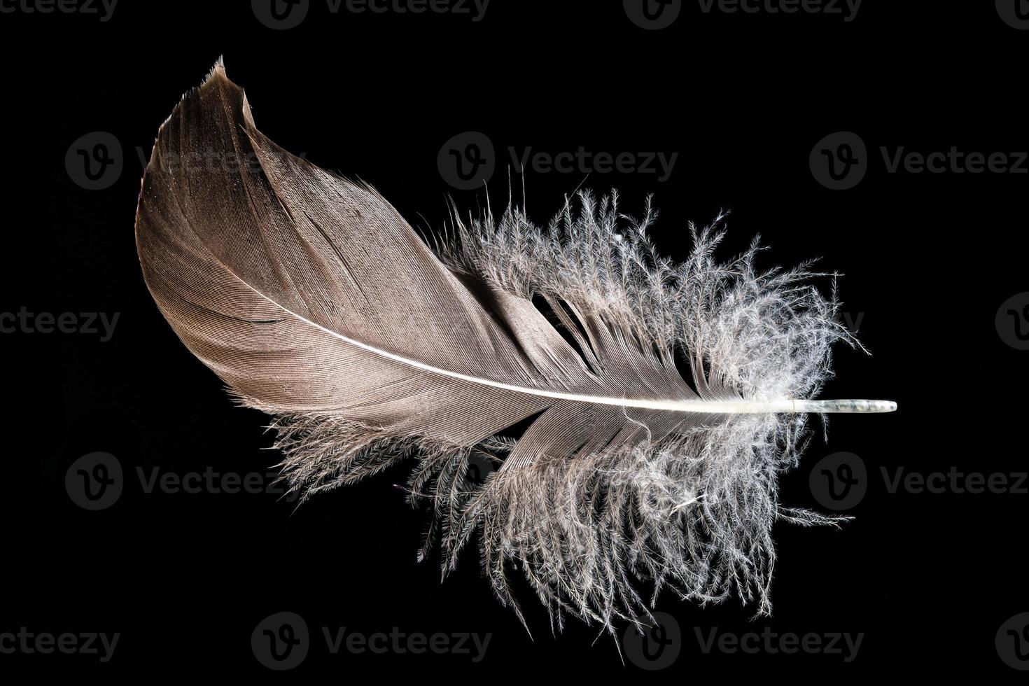 Brown feather on a black background photo