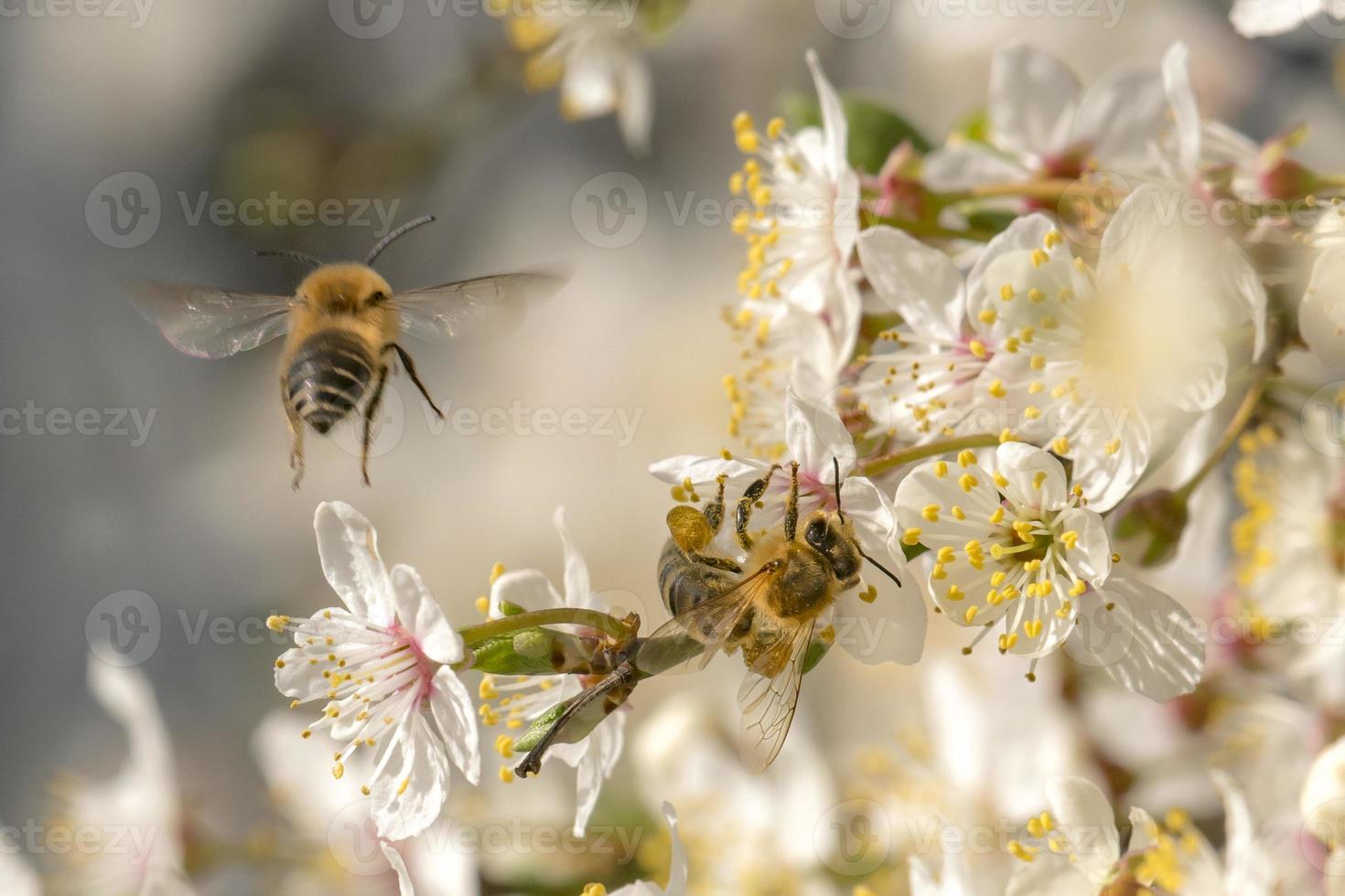 abejas y flores blancas foto