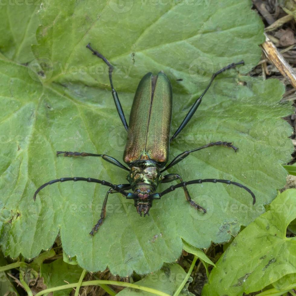 Green musk-buck beetle photo