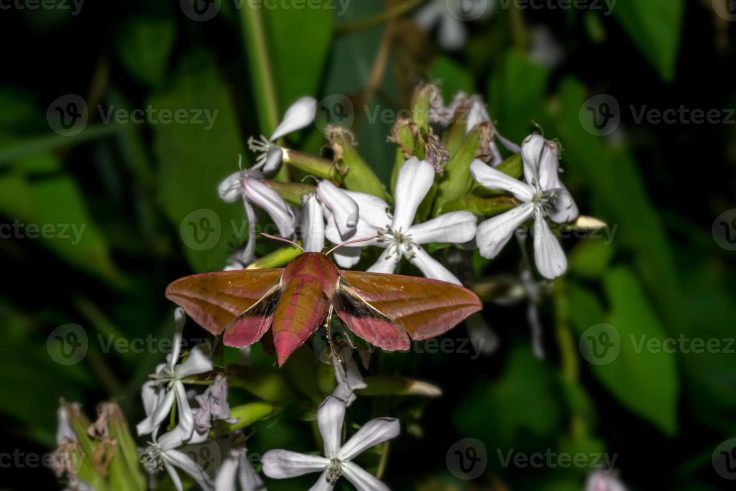 Flying moth on white flowers in the dark photo