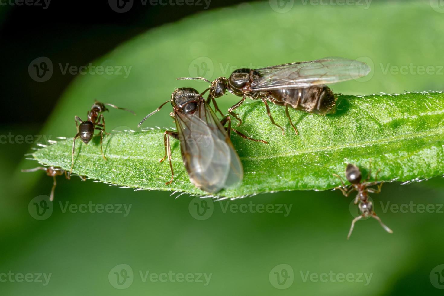Hormigas de jardín aladas en una hoja foto