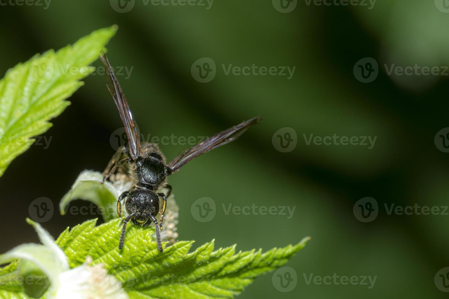 hormiga de jardín negra alada foto