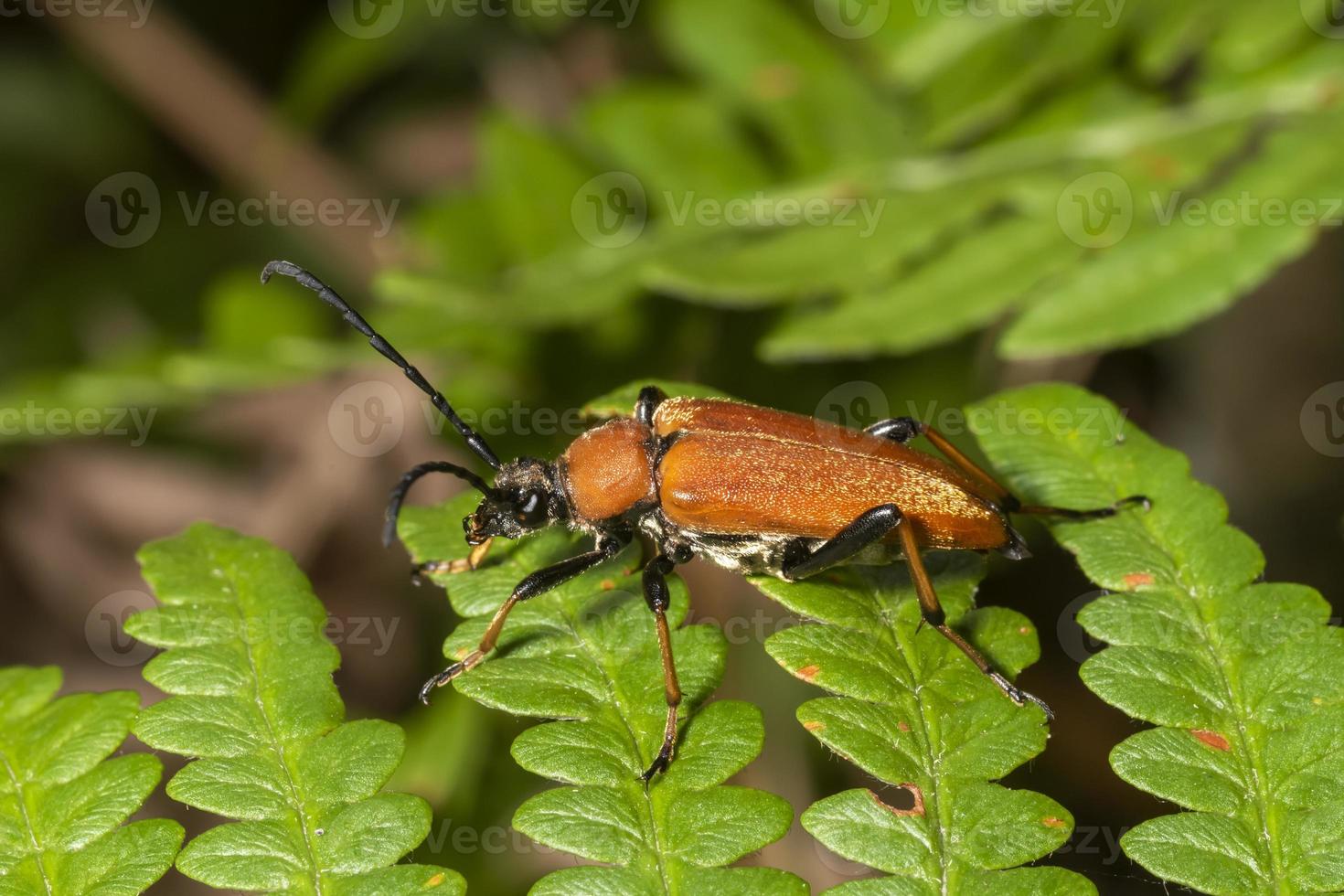 Red-necked beetle on a leaf photo