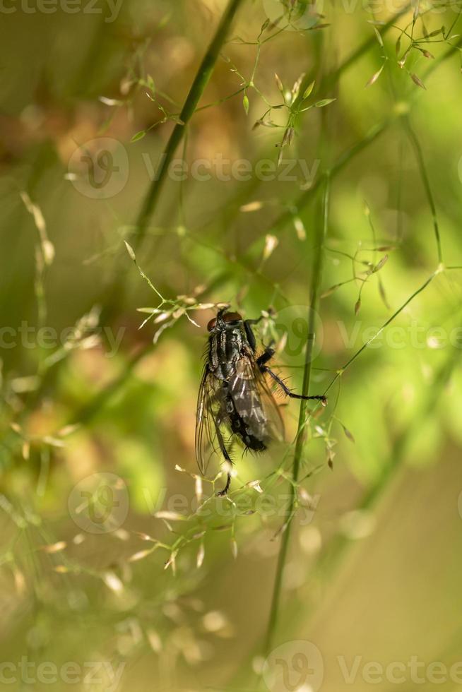 Fly on grass photo