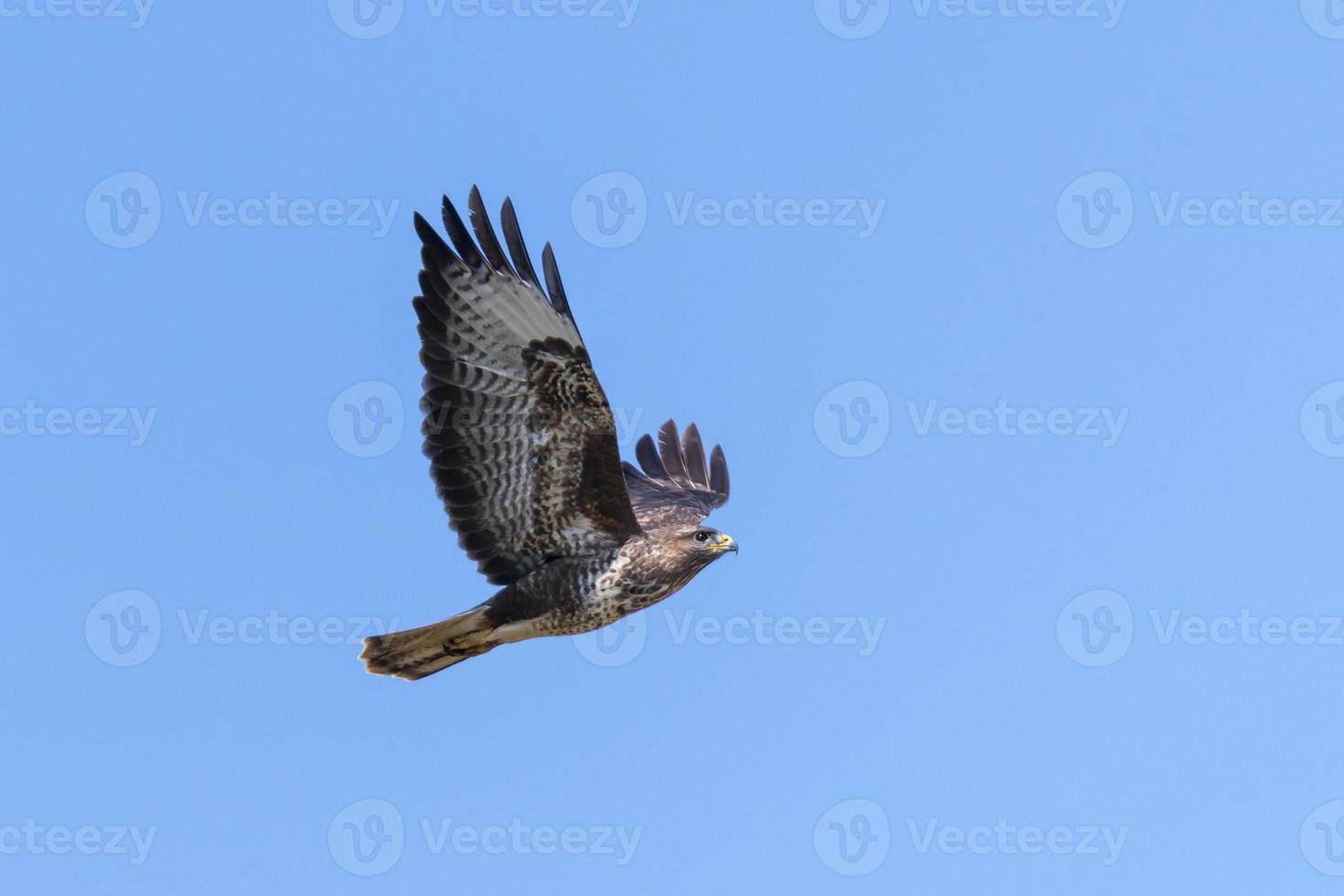 Flying buzzard against blue sky photo